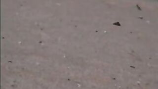 Nude eforie Romania beach